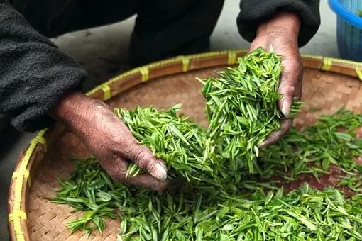Application of PVPP in green tea beverage