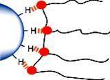 Hydrogen bond mechanism